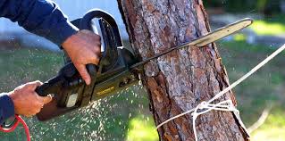 How Our Tree Care Process Works  in  Dellwood, MO